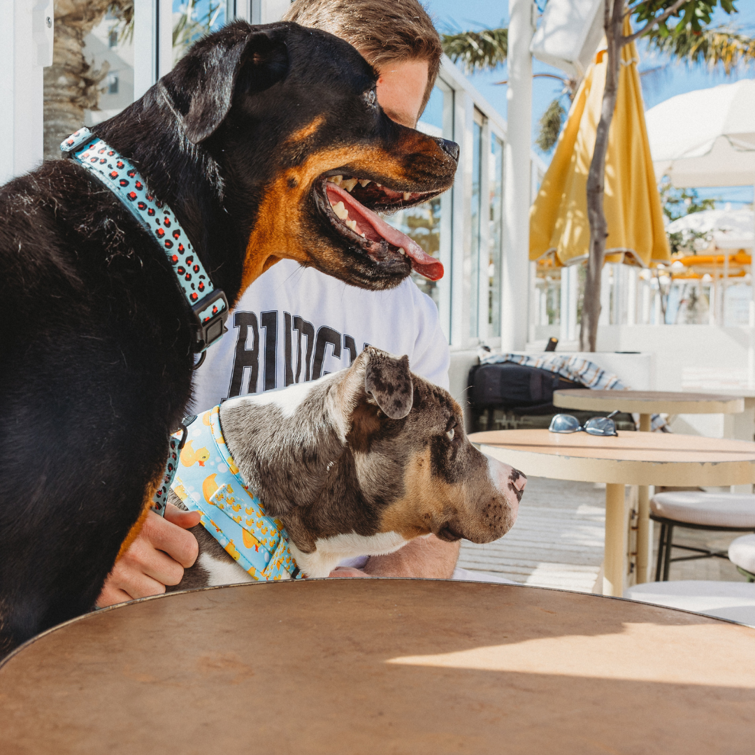 Collection pour Animaux